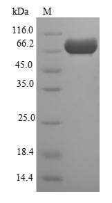 Greater than 90% as determined by SDS-PAGE.