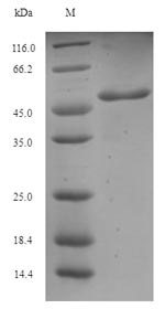 Greater than 90% as determined by SDS-PAGE.