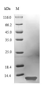 Greater than 90% as determined by SDS-PAGE.Recombinant Hypocrea Jecorina Hydrophobin-2 (HFB2) Protein (His)