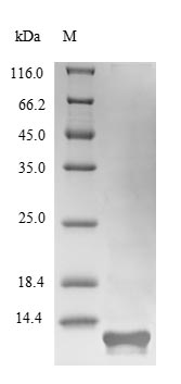 Greater than 85% as determined by SDS-PAGE.Recombinant Hypocrea Jecorina Hydrophobin-2 (HFB2) Protein (His-B2M-JD)