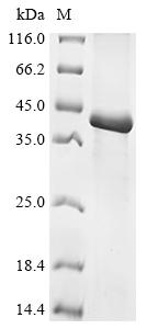 Greater than 90% as determined by SDS-PAGE.