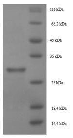 Greater than 90% as determined by SDS-PAGE.Recombinant Lepidoglyphus Destructor Mite Group 2 Allergen Lep D 2 Protein (His-SUMO)