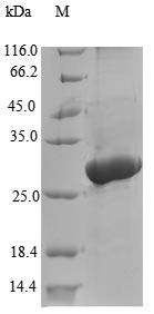 Greater than 90% as determined by SDS-PAGE.Recombinant Tenebrio Molitor Larval Cuticle Protein A1A Protein (His-B2M-JD&Myc)