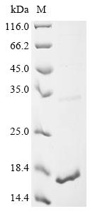 Greater than 90% as determined by SDS-PAGE.Recombinant Macadamia Integrifolia Antimicrobial Peptide 1 (AMP1) Protein (His)