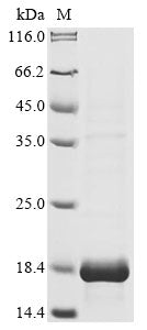 Greater than 90% as determined by SDS-PAGE.