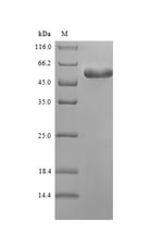 Greater than 90% as determined by SDS-PAGE.