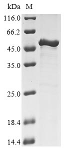 Greater than 85% as determined by SDS-PAGE.
