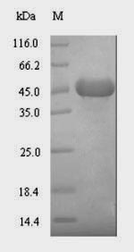 Greater than 90% as determined by SDS-PAGE.