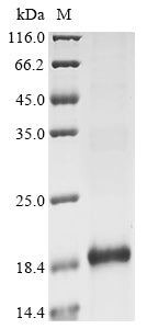 Greater than 85% as determined by SDS-PAGE.