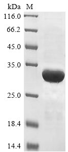 Greater than 85% as determined by SDS-PAGE.Recombinant Lentinula Edodes Serine Protease Inhibitor Protein (His-SUMO)