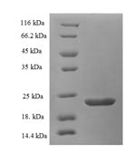 Greater than 90% as determined by SDS-PAGE.