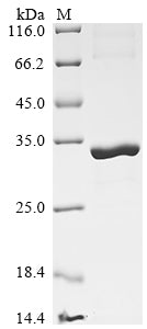 Greater than 90% as determined by SDS-PAGE.