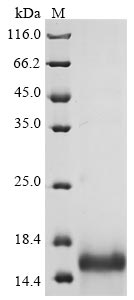 Greater than 85% as determined by SDS-PAGE.Recombinant Viscum Album Chitin-Binding Lectin Protein (His)