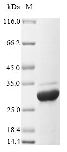 Greater than 85% as determined by SDS-PAGE.