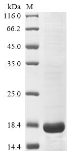 Greater than 85% as determined by SDS-PAGE.Recombinant Olea Europaea Pollen Allergen Ole E 7 Protein (His-KSI)