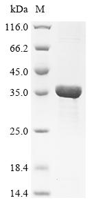 Greater than 90% as determined by SDS-PAGE.