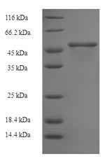 Greater than 90% as determined by SDS-PAGE.