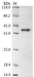 Greater than 85% as determined by SDS-PAGE.Recombinant Juniperus Ashei Pectate Lyase 1