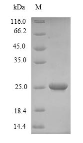 Greater than 90% as determined by SDS-PAGE.