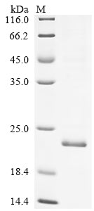 Greater than 85% as determined by SDS-PAGE.Recombinant Dog Lysozyme C, Milk Isozyme Protein (His)