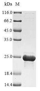 Greater than 85% as determined by SDS-PAGE.Recombinant Acinetobacter Baumannii 29 Kda Outer Membrane Protein (29 KDA OMP) Protein (His-SUMO&Myc)
