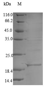 Greater than 90% as determined by SDS-PAGE.