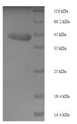Greater than 90% as determined by SDS-PAGE.