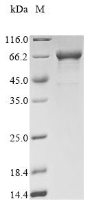 Greater than 85% as determined by SDS-PAGE.