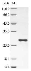Greater than 90% as determined by SDS-PAGE.Recombinant Hypocrea Rufa Endoglucanase 1 Protein (GST)