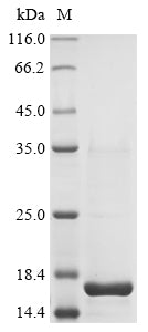 Greater than 90% as determined by SDS-PAGE.Recombinant Taxus Baccata Putative Glycosyltransferase Protein (His-KSI)