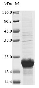 Greater than 85% as determined by SDS-PAGE.