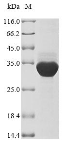 Greater than 85% as determined by SDS-PAGE.