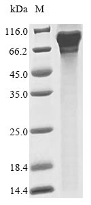 Greater than 90% as determined by SDS-PAGE.