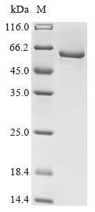 Greater than 90% as determined by SDS-PAGE.