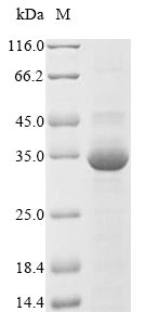 Greater than 85% as determined by SDS-PAGE.Recombinant Agkistrodon Contortrix Contortrix Thrombin-Like Enzyme Contortrixobin (SVTLE) Protein (His&Myc)