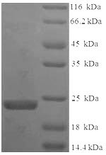 Greater than 90% as determined by SDS-PAGE.