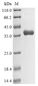 Greater than 90% as determined by SDS-PAGE.