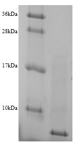 Greater than 90% as determined by SDS-PAGE.Recombinant Prevotella Bryantii Glucomannokinase