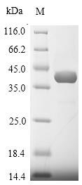 Greater than 90% as determined by SDS-PAGE.