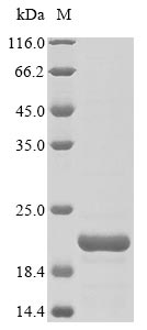 Greater than 85% as determined by SDS-PAGE.Recombinant Griffithsia Sp. Griffithsin (X31S) Protein (His&Myc)