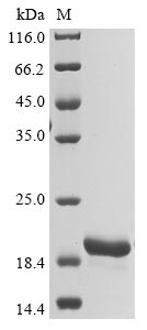 Greater than 90% as determined by SDS-PAGE.Recombinant Griffithsia Sp. Griffithsin (X31S) Protein (His)