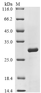 Greater than 85% as determined by SDS-PAGE.