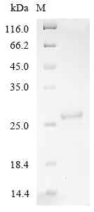 Greater than 90% as determined by SDS-PAGE.
