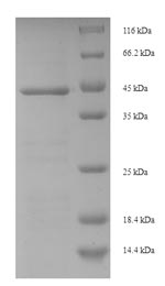 Greater than 90% as determined by SDS-PAGE.