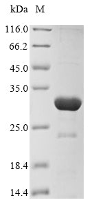 Greater than 85% as determined by SDS-PAGE.