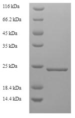 Greater than 90% as determined by SDS-PAGE.Recombinant Geobacillus Stearothermophilus Gellan Lyase Protein (His)