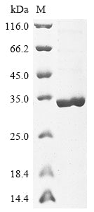 Greater than 85% as determined by SDS-PAGE.