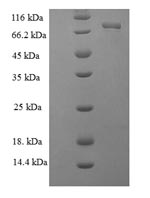 Greater than 90% as determined by SDS-PAGE.