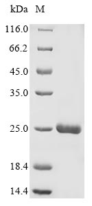 Greater than 85% as determined by SDS-PAGE.Recombinant Avena Sativa Endochitinase Protein (His)