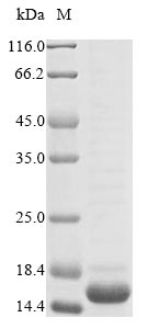 Greater than 85% as determined by SDS-PAGE.Recombinant Leuconostoc Mesenteroides Dextransucrase Protein (His-KSI)